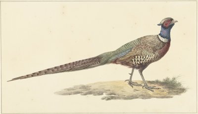 Fasan af Pieter Pietersz. Barbiers