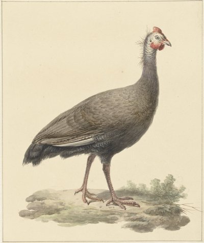 Helmparelhoen af Pieter Pietersz. Barbiers
