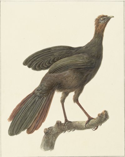 Kuifsjakohoen (Penelope purpurascens) af Pieter Pietersz. Barbiers