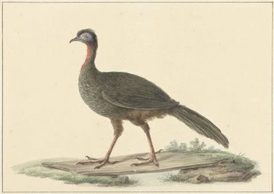 Marailsjakohoen (Penelope marail) af Pieter Pietersz. Barbiers