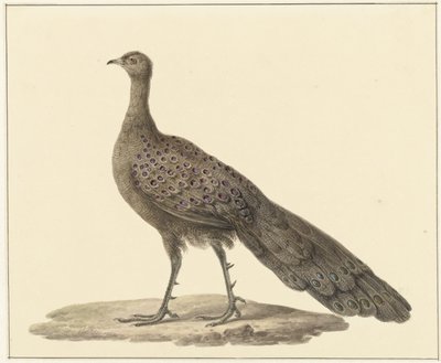 Spiegelpauw af Pieter Pietersz. Barbiers