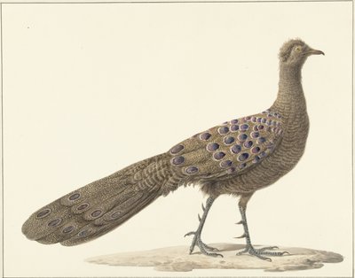 Spiegelpauw af Pieter Pietersz. Barbiers
