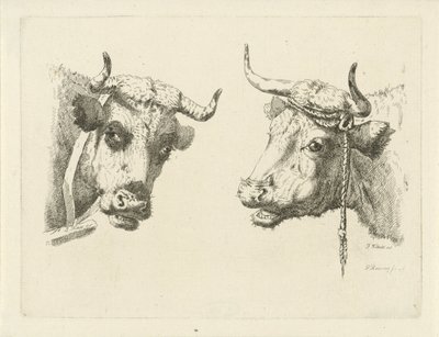 To kohoveder af Pieter Roosing