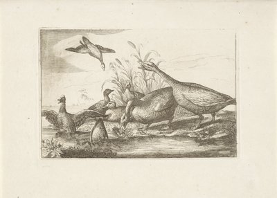 Eenden en ganzen Forskellige fugle (serietitel) De mest perfekte figurer af forskellige fugle (...) (serietitel) af Pieter Schenk (I) (attributed to)