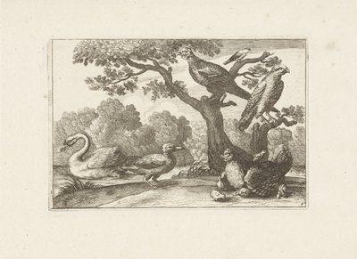 Kip med kuikens og andre fugle Forskellige fugle (serietitel) De mest perfekte figurer af forskellige fugle (...) (serietitel) af Pieter Schenk (I) (attributed to)