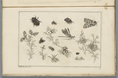 Blomstergrene med insekter Kinesiske blomster og insekter (serietitel) af Pieter Schenk (II)