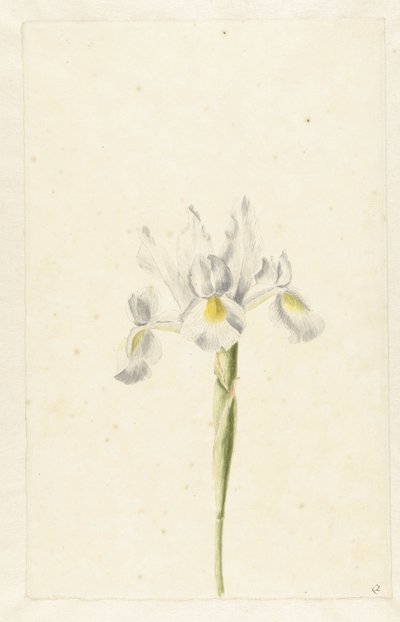 Hvid iris (Iris albicans) af Pieter Withoos (circle of)