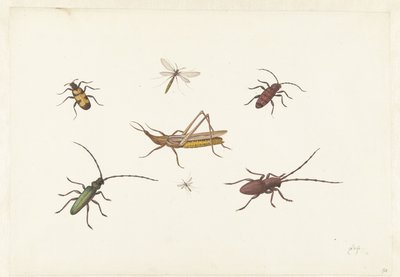 Et ark med syv forskellige insekter Ark med syv forskellige insekter af Pieter Withoos