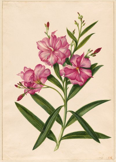 Lilla Oleander af Pieter Withoos
