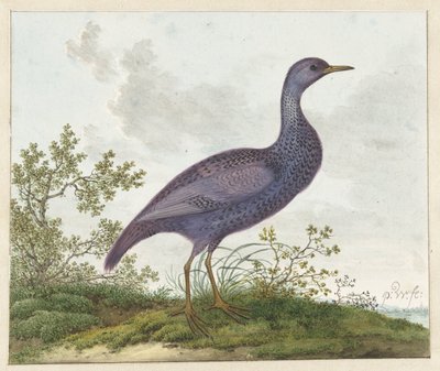 Spotted Crake (Porzana porzana) ? af Pieter Withoos
