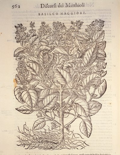 Basilikum (ocymum basilicum), gravering af Pier Andrea Mattioli af Pietro Andrea Mattioli