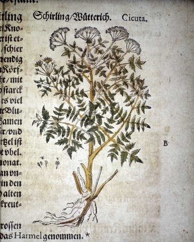 Hemlock - I "Herbarium Mattioli". af Pietro Andrea Mattioli