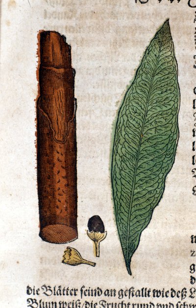 kanel. Gravering - i "" Kreutterbuch dess højt lærde og velkendte Mr. D. Petri Andreae Matthioli"" af Pietro Andrea Mattioli (Matthiole) (1500-1577). Frankfurt af Pietro Andrea Mattioli