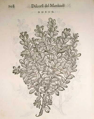 Almindelig æske eller buksbom (Buxus sempervirens), gravering af Pier Andrea Mattioli af Pietro Andrea Mattioli