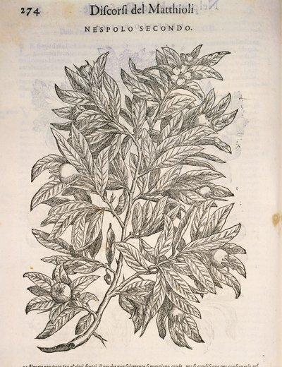 Almindelig mispel (Mespilus germanica), gravering af Pier Andrea Mattioli af Pietro Andrea Mattioli