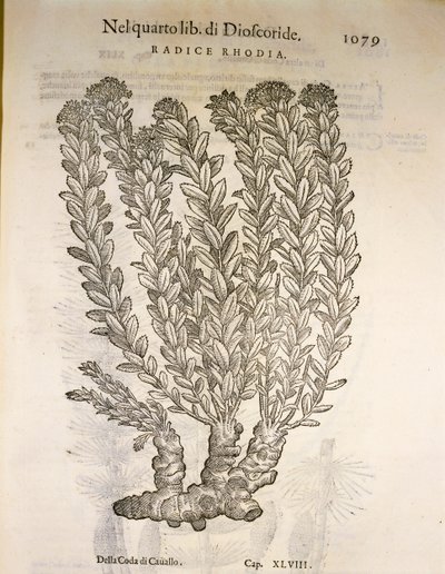 Gylden rod eller rosenrod (Rhodiola rosea), gravering af Pier Andrea Mattioli af Pietro Andrea Mattioli