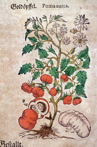 Herbarium: botanisk planoma aureache, der repræsenterer en tomatplante (Caulis floridus). Indgravering i "Kreutterbuch des hochgelehrten und farfamousen Herr D. Petri Andreae Matthioli"" af Pietro Andrea Mattioli (Matthiole) af Pietro Andrea Mattioli