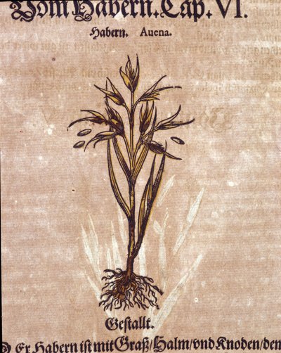 Herbarium: havre. Gravering - i "" Kreutterbuch Dess højt lærde og velkendte Mr. D. Petri Andreae Matthioli"" af Pietro Andrea Mattioli (Matthiole) af Pietro Andrea Mattioli