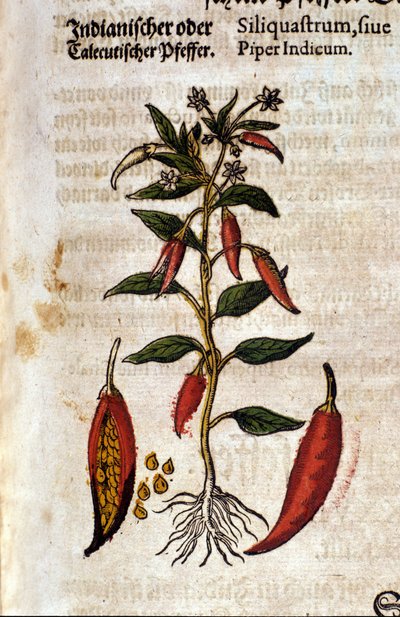 Indisk peber. Gravering - i "" Kreutterbuch dess højt lærde og velkendte Mr. D. Petri Andreae Matthioli"" af Pietro Andrea Mattioli (Matthiole) (1500-1577). Frankfurt af Pietro Andrea Mattioli