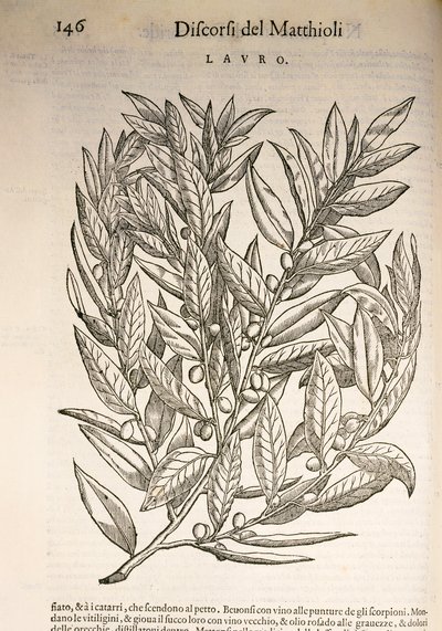 Laurel (Laurus), gravering af Pier Andrea Mattioli af Pietro Andrea Mattioli