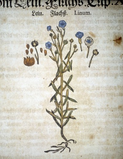 Lin eller Linum - I ""Herbarium Mattioli"". af Pietro Andrea Mattioli