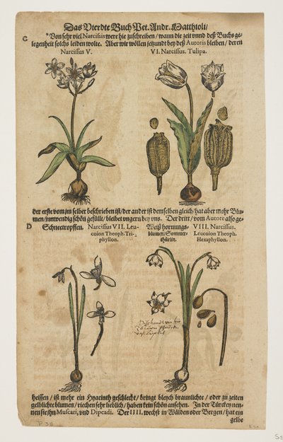 Narcissus, fra Commentarii in Sex Libros Pedacii Dioscoridis af Pietro Andrea Mattioli