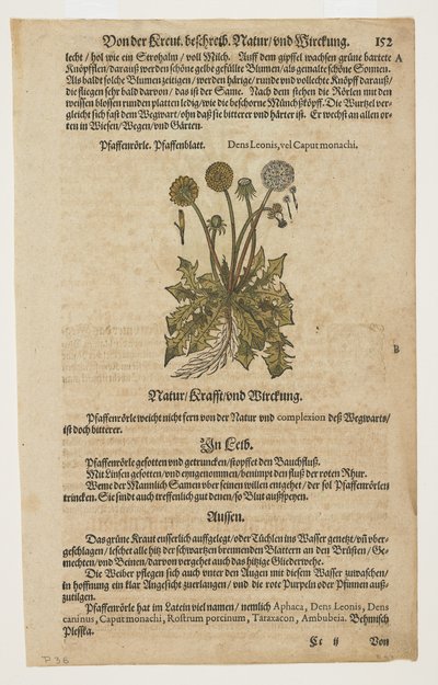 Pfaffenrorle, fra Commentarii in Sex Libros Pedacii Dioscoridis af Pietro Andrea Mattioli