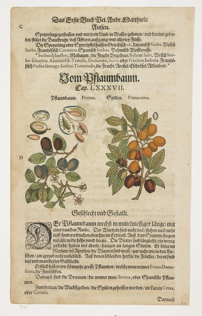 Svesker, Von Pflaumbaum, fra Commentarii in Sex Libros Pedacii Dioscoridis af Pietro Andrea Mattioli