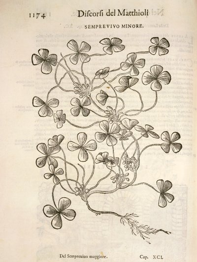 Sempervivum (Minor houseleek), gravering af Pier Andrea Mattioli af Pietro Andrea Mattioli