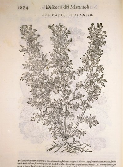 Silverweed (Potentilla alba), gravering af Pier Andrea Mattioli af Pietro Andrea Mattioli