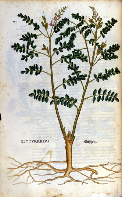 Lakridsen. Gravering - i "" Kreutterbuch dess højt lærde og velkendte Mr. D. Petri Andreae Matthioli"" af Pietro Andrea Mattioli (Matthiole) (1500-1577). Frankfurt af Pietro Andrea Mattioli