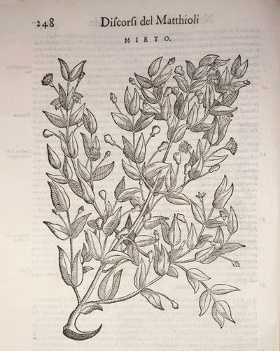 Ægte myrte (Myrtus communis), gravering af Pier Andrea Mattioli af Pietro Andrea Mattioli