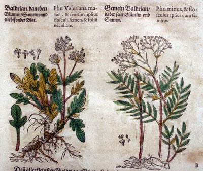 Baldrian: to arter med plantebeskrivelse af Pietro Andrea Mattioli