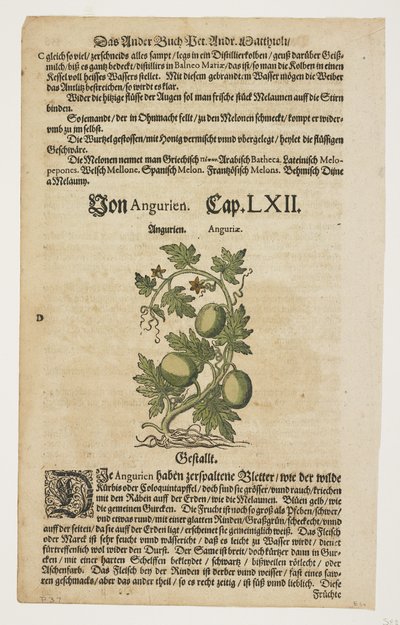 Von Angurien, fra Commentarii in Sex Libros Pedacii Dioscoridis af Pietro Andrea Mattioli