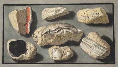 Eksemplarer af Tufa fundet i og omkring Herculaneum, Plade XXXXV, fra 