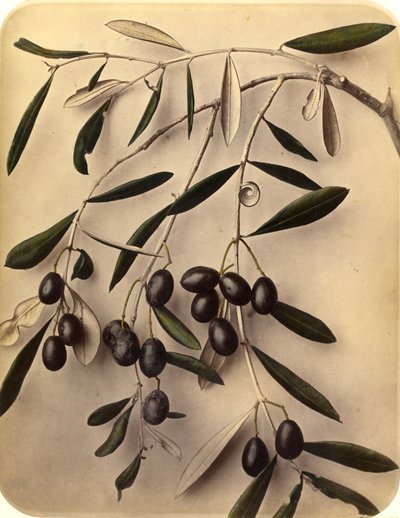 Oliven, 1870