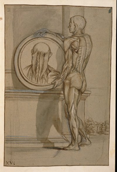 Ms Hunter 653 Plade XVI, anatomisk tegning, ca. 1610 (blyant og kridt på papir) af Pietro da Cortona