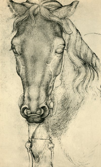 Hoved af en hest, c1420-1455, 1943. af Antonio Pisanello
