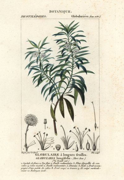Globus daisy, Globularia salicina af Plee Plee