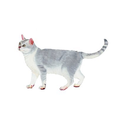 Burmilla, 2014 (akvarel og gouache på papir) af Polly Horner