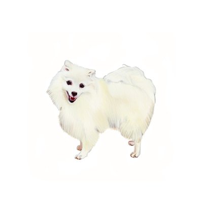 Japanese Spitz, 2011 (akvarel og gouache på papir) af Polly Horner