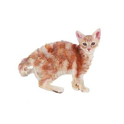 Laperm, 2014 (akvarel og gouache på papir) af Polly Horner