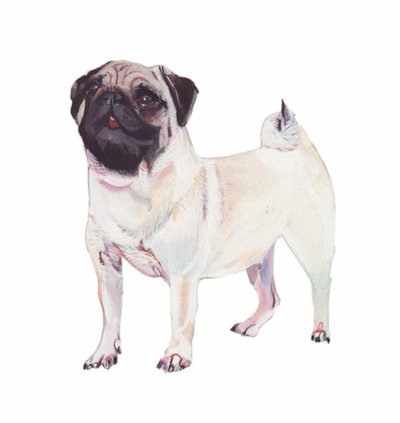 Pug, 2011 (akvarel og gouache på papir) af Polly Horner