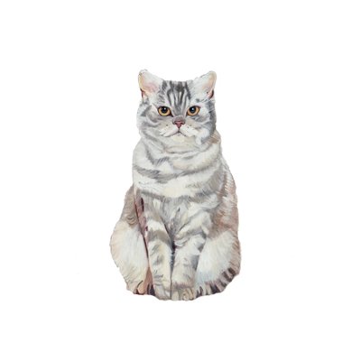 Selkirk Rex, 2014 (akvarel og gouache på papir) af Polly Horner