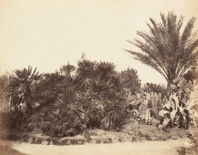 Pincian Garden, Rom, 1853-56. af Possibly by Jane Martha St. John.