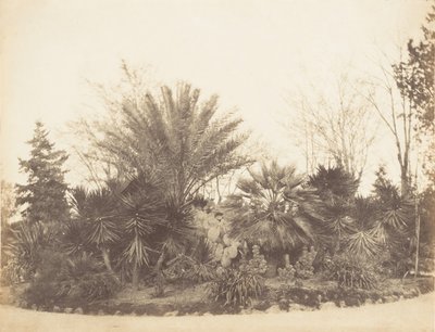 Pincian Garden, Rom, 1853-56. af Possibly by Jane Martha St. John.