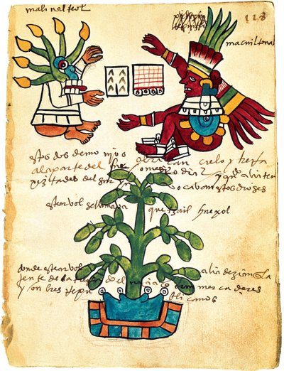 Kakaotræ fra Codex Tudela, 1553 af Pre Columbian art