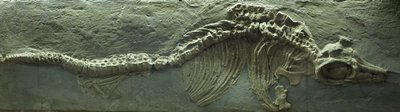 Ichthyosaur-fossil, Jura (Lias)-perioden af Prehistoric Prehistoric