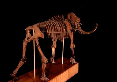 Forhistorie, dinosaur: mammutskelet, Paris, naturhistorisk museum af Prehistoric Prehistoric