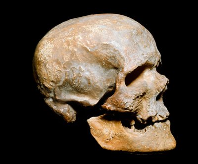 Forhistorie: Cro-magnon-mandens fossile trane (eller Cro magnon eller Cromagnon), Homo sapiens. Daterer fra Solutrean, Øvre Paleolithic. Museo Civico di Storia Naturale, Milano - Forhistorie: fossilt Cro-Magnon-kranie, Homo sapiens. Fra Solutrean øvre pale af Prehistoric Prehistoric